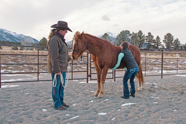 An equine chiropractor performing a belly lift, a topline exercise, on a horse