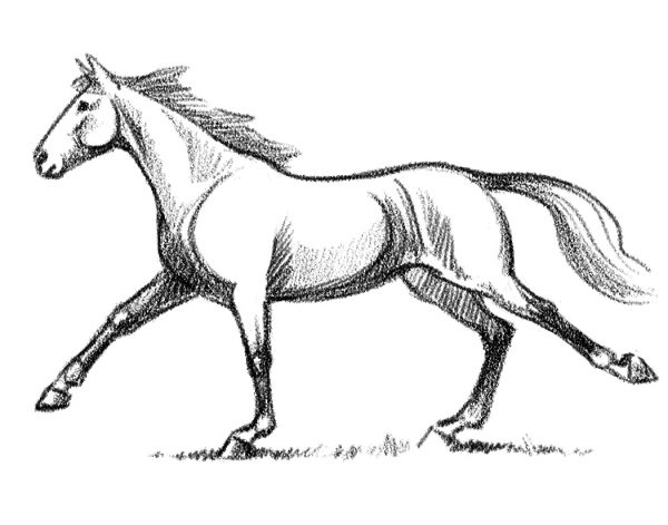 How to Draw Horses: Part 1 - In Black & White