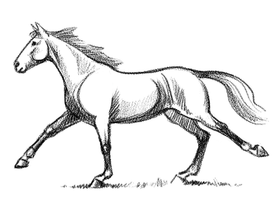 How to Draw Horses: Part 1 – In Black & White