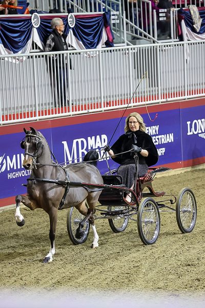 A Hackney Pony in fine harness