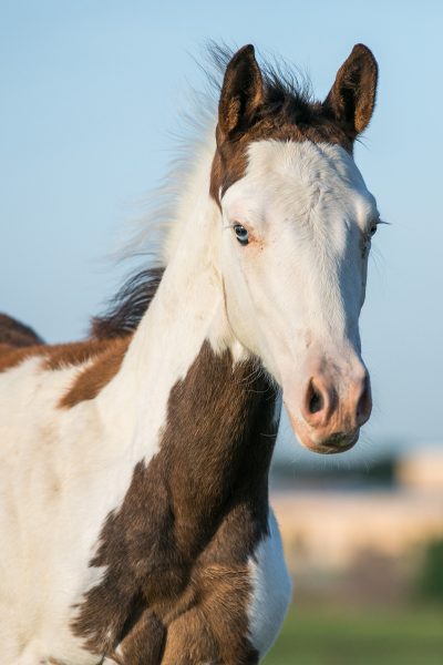 A Paint Horse foal