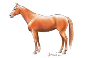 How to Draw Horses: Part 2 – Adding Color