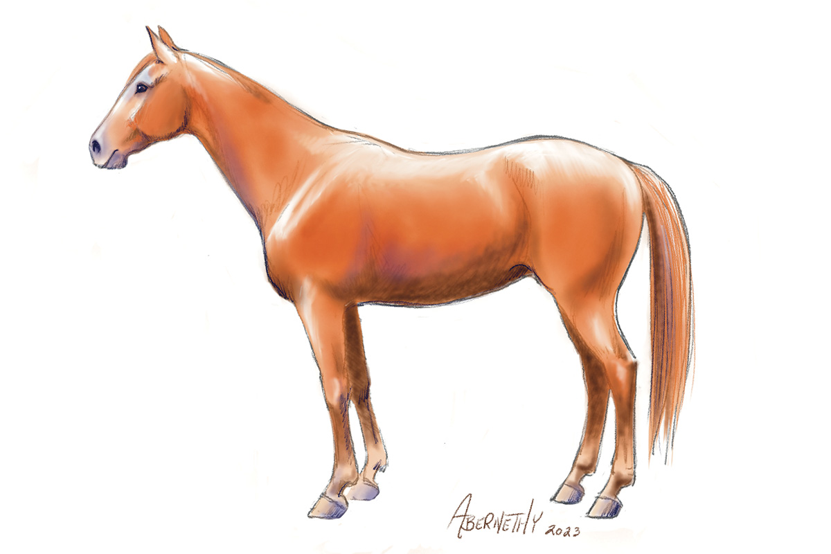 How to Draw Horses: Part 2 – Adding Color