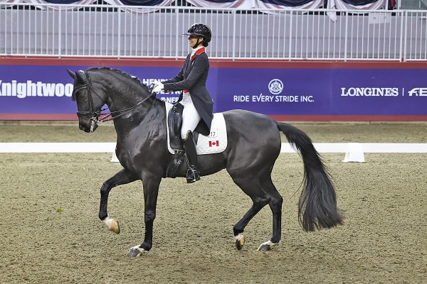 Dressage at the Royal Horse Show, with a Dutch Warmblood displaying the elegance of the breed.