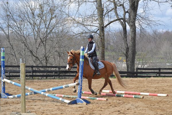 Trotting a pony over trot poles and to a cross-rail.