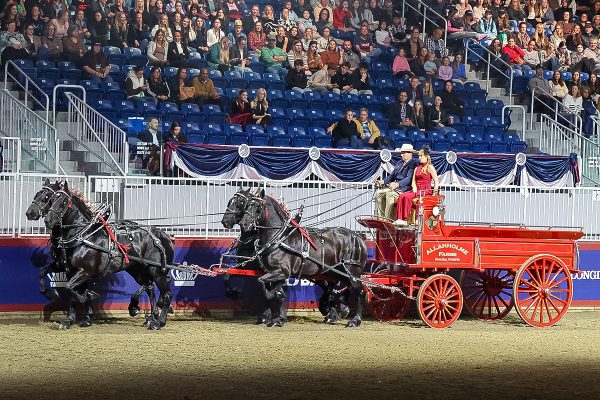 The Percheron horse breed on display at the Royal Horse Show