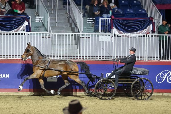 A Standardbred horse at the Royal Horse Show