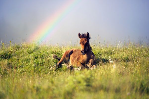 A foal lying in a field with a rainbow, inspired by the Young Rider Fiction Contest second place winner's story in the 7-11 category: "Willow and Breeze"