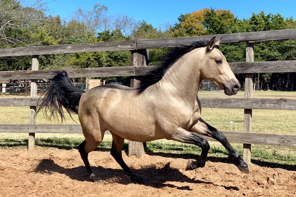 A wildly galloping horse, inspired by the Young Rider Fiction Contest third place winner's story in the 12-16 category: "Unexpected Twists"