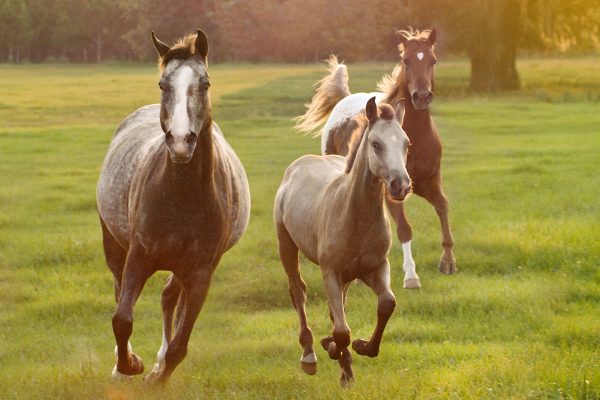 Horses galloping in a field, as inspired by the winning stories in these fiction contest results