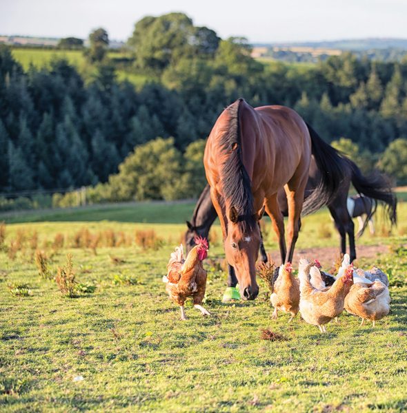 A horse with chickens, inspired by the Young Rider Fiction Contest winner's story in the 12-16 category: "The Chicken Won’t Eat You"