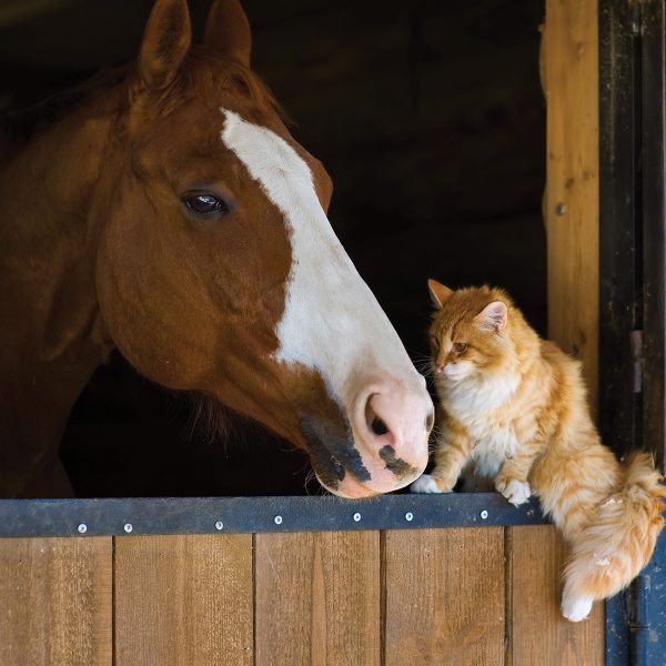 A horse with a cat, inspired by the Young Rider Fiction Contest winner's story in the 7-11 category: "The Adventures of King Pharaoh"