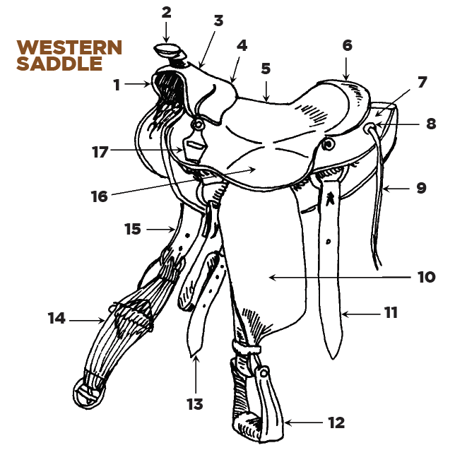 Parts of the English and Western Saddle and Bridle Horse Illustrated